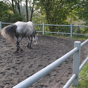 Paddock & Pasture